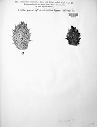 Phacidium multivalve image